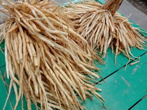 শতমূল