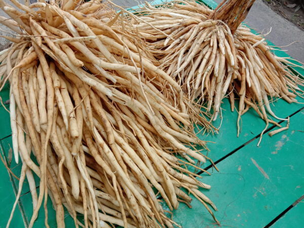 শতমূল