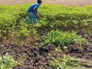 শিমুলের জমি থেকে মূল অত্তোলনের কাজ চলছে