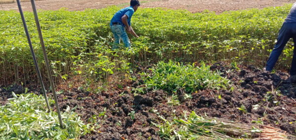 শিমুলের জমি থেকে মূল অত্তোলনের কাজ চলছে